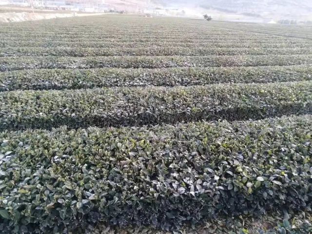 微信图片_20220404173944.jpg 微信图片_20220404173944.jpg