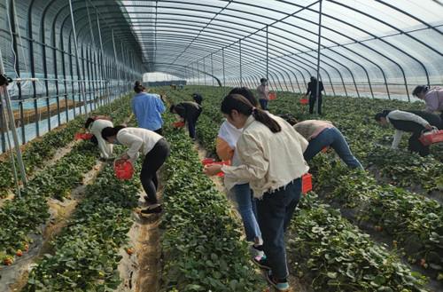 芬芳三月天 巾帼绽芳华｜临沂市河东区市场监管局组织开展庆“三八”摘草莓活动143.png
