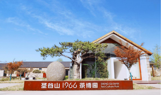 守南茶北引根脉 以匠心拓茶业新局 —— 圣谷山高建华深耕北方茶的长期主义之路